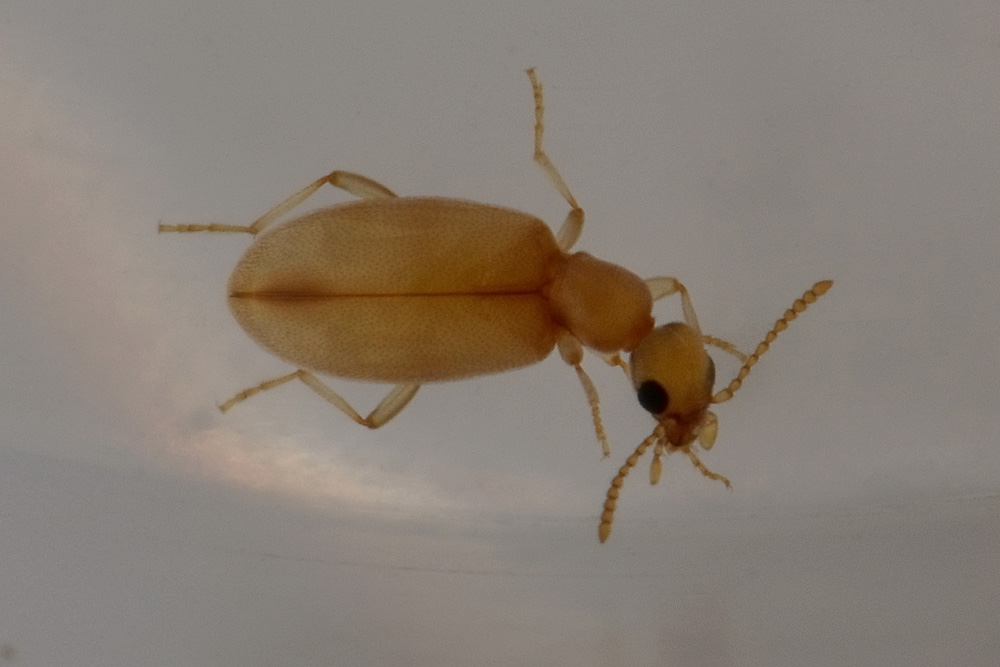 Anthicidae:  Anthicus schmidtii immaturo